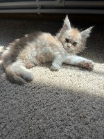 Кошки, котята объявление но. 4328297: Котята Мейн-куна