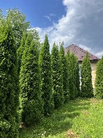 Растения объявление но. 4388470: Туя западная Смарагд
