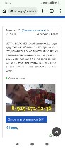 Интим-девушки, индивидуалки объявление но. 4401954: Метро Коломенская