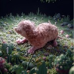 Животные и растения объявление но. 4203936: уральский рекс котята из питомника