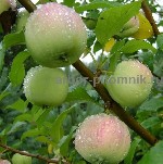 Растения объявление но. 4270893: Саженцы яблони из питомника,  с доставкой и посадкой по низкой цене