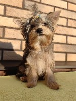 Собаки, щенки объявление но. 4055538: Щенок йоркширского терьера (цветной йрок)