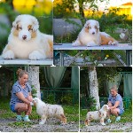 Профессиональный питомник РКФ *ИЗ ДОМА КОРОЛЕВОЙ *,  предлагает щенков Австралийской овчарки /овчарки.  Мальчика и 4 девочки в окрасе красный и черный триколор.  

Так-же есть подрощенрая 3 месячная ...