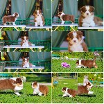 Собаки, щенки объявление но. 4022537: Щенки Австралийской овчарки/аусси от питомника ркф