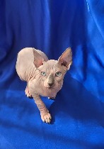 Кошки, котята объявление но. 3812994: Котята Эльф