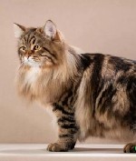 Разное объявление но. 3532431: Питомник кошек сибирской породы традиционного окраса