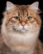 GoldenMascots – это питомник,  где сибирские кошки традиционных окрасов обретают свою лучшую жизнь,  готовясь стать частью любящих семей.  Мы специализируемся на разведении кошек,  воплощающих в себе  ...