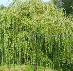 Растения объявление но. 4249018: Крупномеры в Москве и Подмосковье с доставкой и посадкой