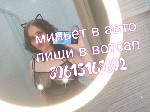 Девушка, ищу парня объявление но. 3311221: миньет в машине