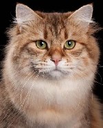 Питомник кошек сибирской породы традиционного окраса радостно объявляет о начале новой волны предложений для истинных ценителей пушистых друзей! Мы гордимся нашими великолепными котами и кошками,  кот ...