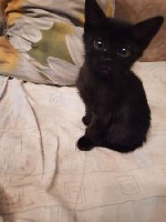 Кошки, котята объявление но. 4192549: отдам котят в хорошие руки