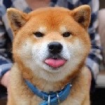 Общение по интересам объявление но. 3213534: Секс с Вашей собакой