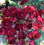 Саженцы роз в горшках из питомника в Подмосковье с доставкой по Москве и Московской области.  
Питомник Арбор предлагает большой выбор роз выращенных в Московской области.  Самые доступные цены на ро ...