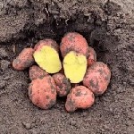 Продукты питания объявление но. 3341716: Продажа урожая с крупной овощной фермы в Алтайском крае