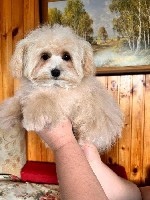 Собаки, щенки объявление но. 4051195: Щенки мальтипу f1