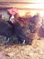 Частная птицеферма «Мир Кур» предлагает в продажу живую птицу - куры,  индейки,  петухи,  куры несушки,  бройлерные цыплята,  утята,  индюки,  кролики.  

Наша ферма находится на юге Московской обла ...