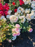 Растения объявление но. 4388548: РОЗЫ с ОКС по сортам