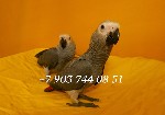 Разное объявление но. 4377164: Жако - ручные птенцы из питомника