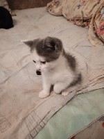 Кошки, котята объявление но. 4192549: отдам котят в хорошие руки