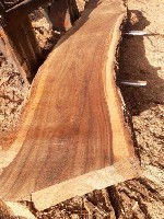 Строительные материалы объявление но. 4051852: Акация,  карагач круглый лес,  пиломатериалы оптом.