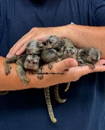 МАРМОЗЕТКИ НА ПРОДАЖУ
Детеныши мармозеток;  выращены вручную и хорошо подросли,  ищут свои новые будущие семьи.  6 недель,  проверены и допущены,  социализированы с другими животными и детьми.  Прыгу ...