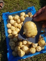 Эффективная логистика — это регулярные поставки овощей в магазины,  и фермерство «Сатурн-2» как раз предлагает постоянные отгрузки прямо со своего склада.  Алтайское сельхозпредприятие хранит урожай н ...