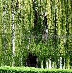 Растения объявление но. 4249018: Крупномеры в Москве и Подмосковье с доставкой и посадкой