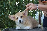 Собаки, щенки объявление но. 4409927: Продаются щенки вельш корги пемброк от титулованных родителей