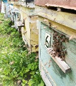 Разное объявление но. 3674829: Пчёлы - собepу пчелопакеты