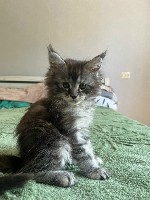Кошки, котята объявление но. 4328297: Котята Мейн-куна