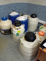 Продаем Дозы Быков для дальнейшего выкупа телят.  Порода крупного рогатого скота.  Выведена в Бельгии в конце XIX века путём скрещивания местного фризского скота с быками шортгорнской и шаролезской по ...