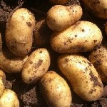 В этом году в нашей продукции присутствует Картофель Коломбо и Картофель Гала.  Начало копки картофеля 28 июля.  
Особенности сорта картофеля Гала:  высокотоварный вид;  приятный вкус;  мелкие глазки ...