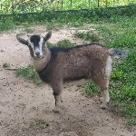 Продаются камерунские карликовые козочки.  Отличные питомцы! НЕДОРОГО 

Предлагаем к продаже очаровательных (козлят) камерунской карликовой породы.  Наши козлята рождены и выращены в чистоте и забот ...