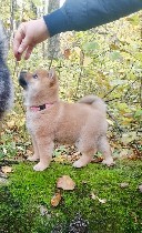 Услуги объявление но. 4063630: Сиба ину щенок с документами РКФ