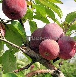 Растения объявление но. 4042725: Саженцы яблони из питомника,  с доставкой и посадкой по низкой цене