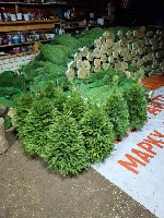 С приближением Нового года в воздухе появляется особая атмосфера:  запах хвои,  мерцание гирлянд и ощущение чуда.  

Компания «Ёлочный Базар» уже много лет становится частью этого волшебства,  даря  ...