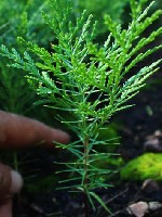 Растения объявление но. 4219347: Сеянцы,  саженцы хвойных растений из питомника