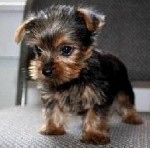 Хорошие щенки йоркширского терьера

Номер WhatsApp:  +31 6 877 322 95.  Эти милашки,  рожденные в домашней атмосфере
доступны для немедленного получения,  цена от €
уже предоставлены здесь с
# не ...