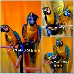 Мы рады предложить вам птенцов выкормышей 4 мес.  сине-жёлтый ара (Ara ararauna) из питомника.  Ara ararauna очень дружелюбны,  игривы,  высокий уровень обучаемости человеческой речи,  не крикливы.  П ...