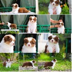 Собаки, щенки объявление но. 4022537: Щенки Австралийской овчарки/аусси от питомника ркф