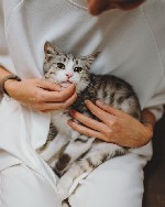 Кошки, котята объявление но. 4161486: красивый котенок ищет дом