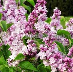 Растения объявление но. 3705343: Саженцы сирени из питомника,  каталог с сортами в интернет магазине