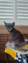Кошки, котята объявление но. 4296084: Котята