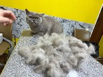 Услуги ветеринара объявление но. 4305328: Стрижка кошек Астана без помощи хозяина линька кошек вычес 87079333066