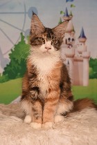 Животные и растения объявление но. 3989365: котят породы МЕЙН КУН