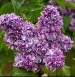 Саженцы сирени из питомника в Подмосковье.  Каталог с сортами в интернет магазине с доставкой по Москве и Московской области.  
Питомник Арбор предлагает множество сортов сирени.  Выращенные на полях ...