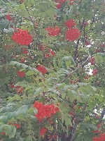 Парень, ищу девушку объявление но. 3900872: Бедолага с членом 17см.  Нужен кому дамы??