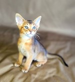 Кошки, котята объявление но. 4405579: Абиссинские котята — грация и интеллект в вашем доме