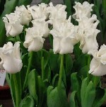 Растения объявление но. 4199737: Тюльпаны оптом от производителя на 8 марта