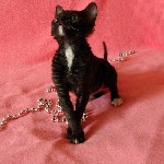 Услуги объявление но. 4301697: Уральский рекс котята из питомника ждут вас!